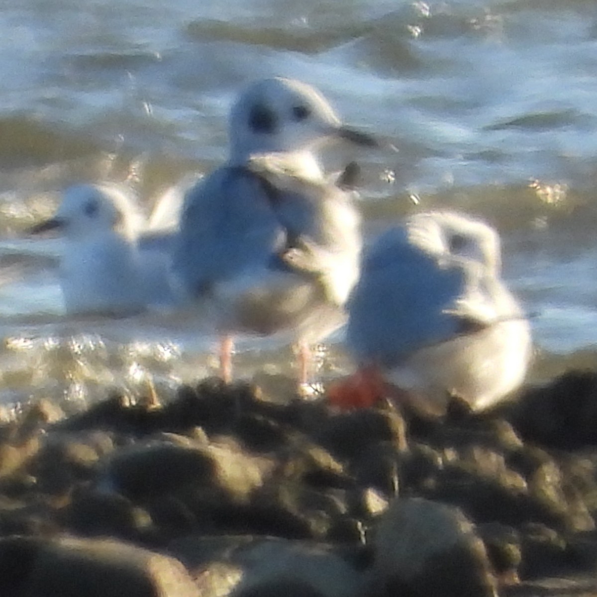 Bonaparte's Gull - Anonymous