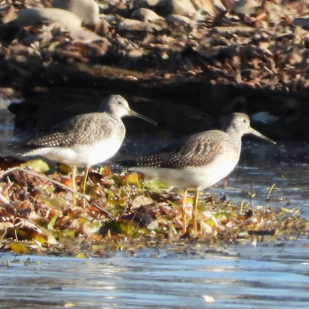 Greater Yellowlegs - ML611216639