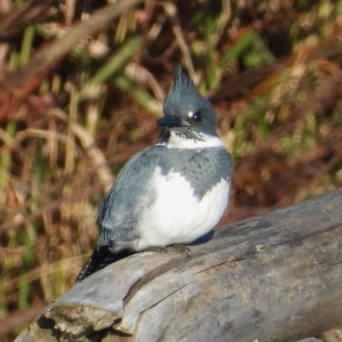 Belted Kingfisher - Anonymous