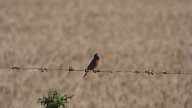 Dark-throated Seedeater - ML611216704