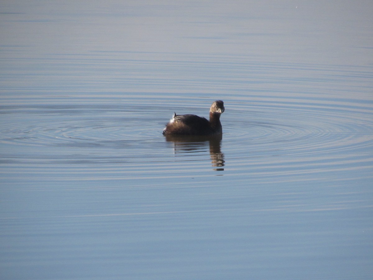 Pied-billed Grebe - ML611216770