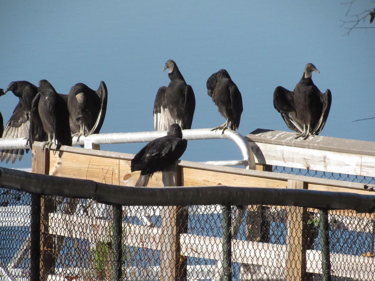 Black Vulture - ML611216777