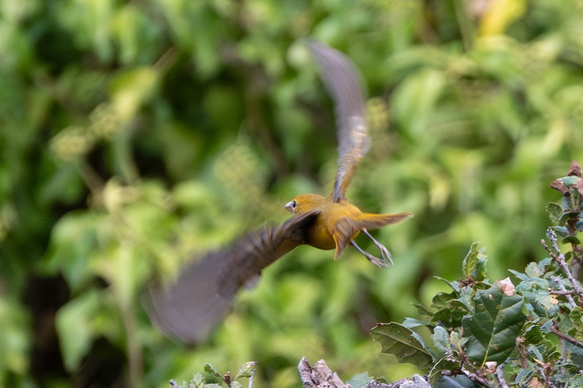 Summer Tanager - Carole Rose