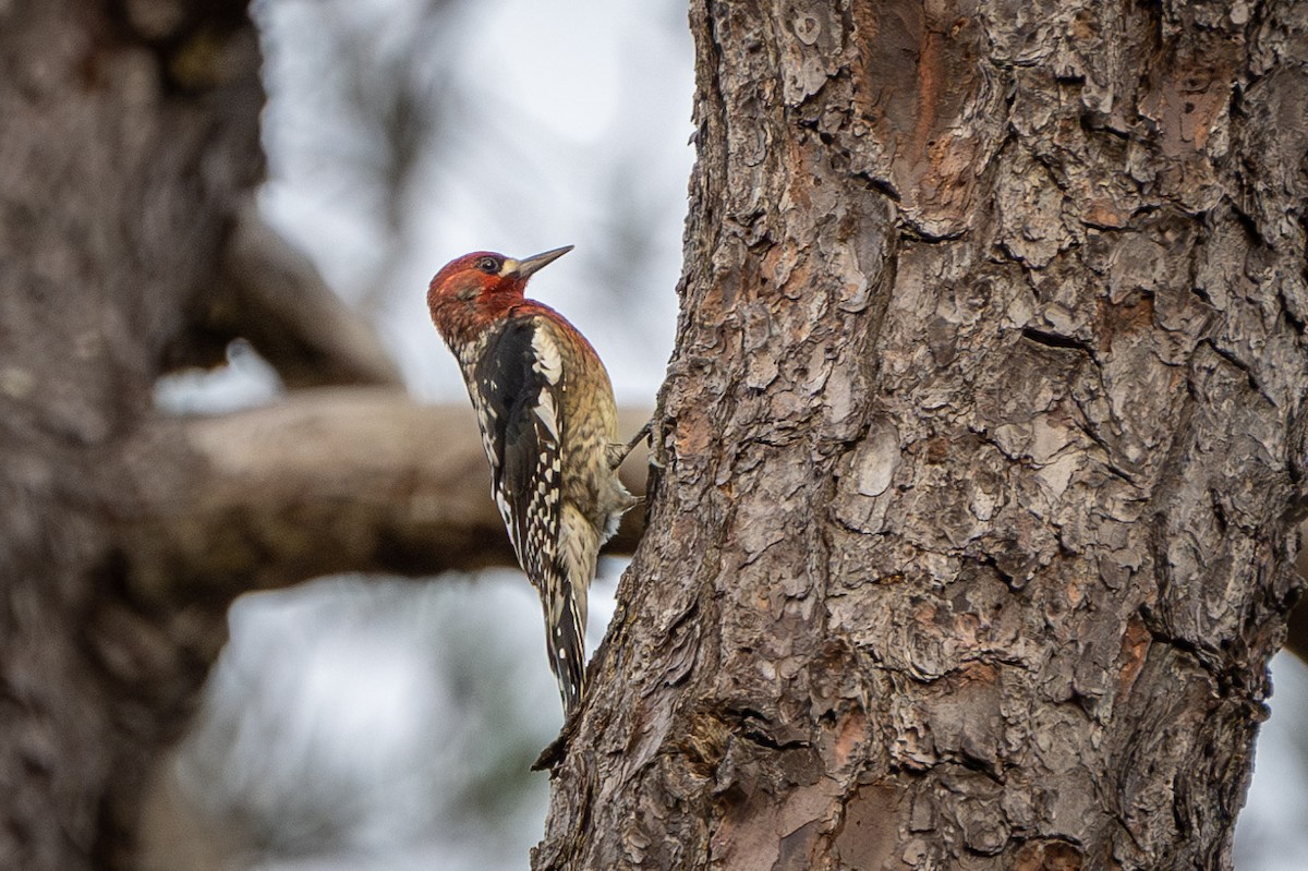 Red-breasted Sapsucker - ML611216791