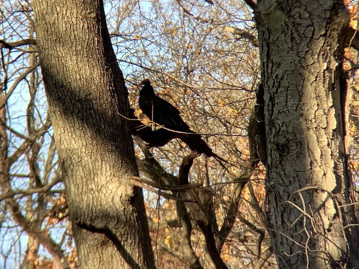 Turkey Vulture - ML611216804