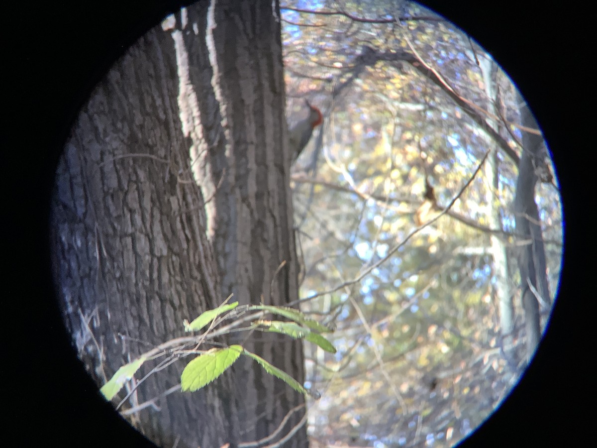 Red-bellied Woodpecker - ML611216814