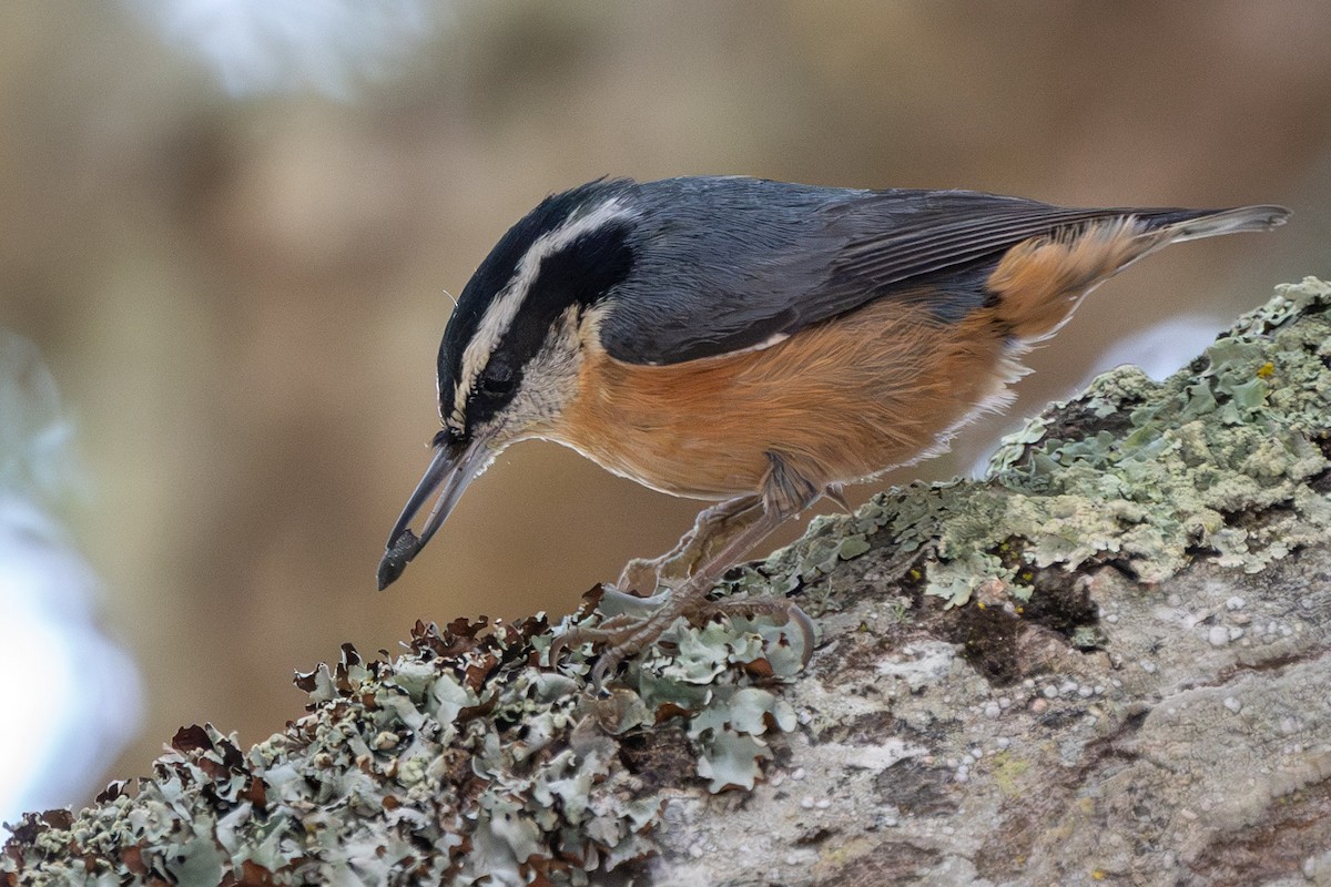 Red-breasted Nuthatch - ML611216817