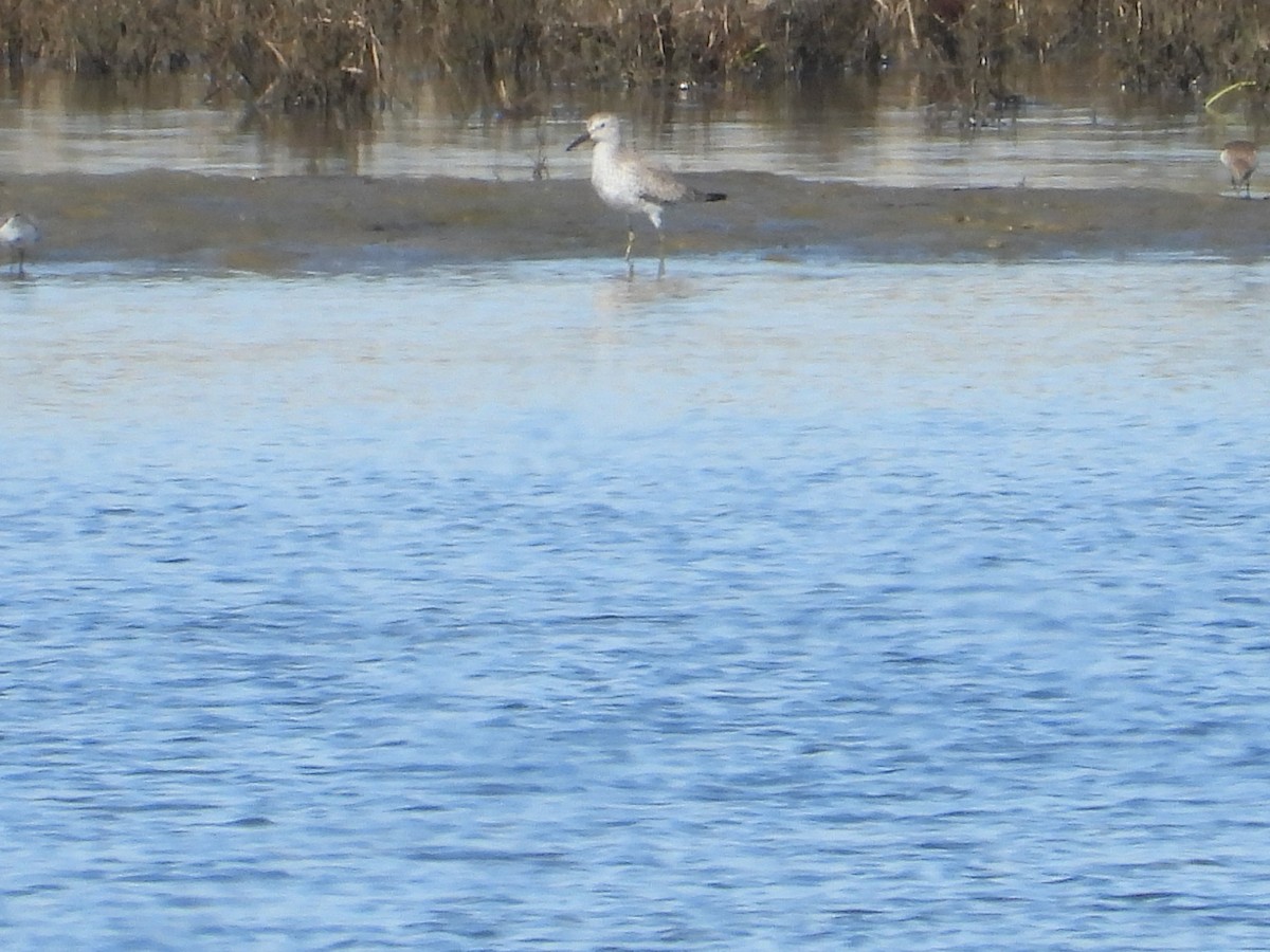 Red Knot - ML611216829