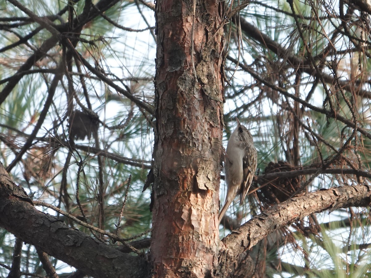 Eurasian Treecreeper - ML611216837