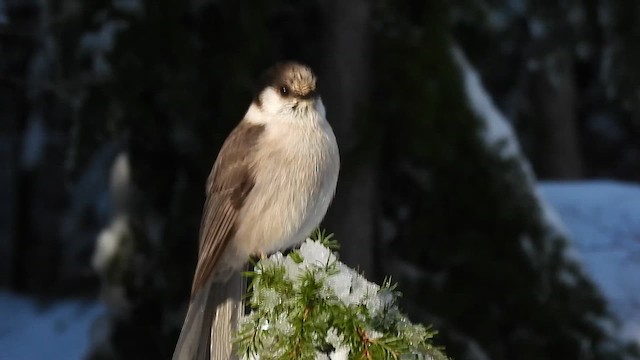 Mésangeai du Canada - ML611216930