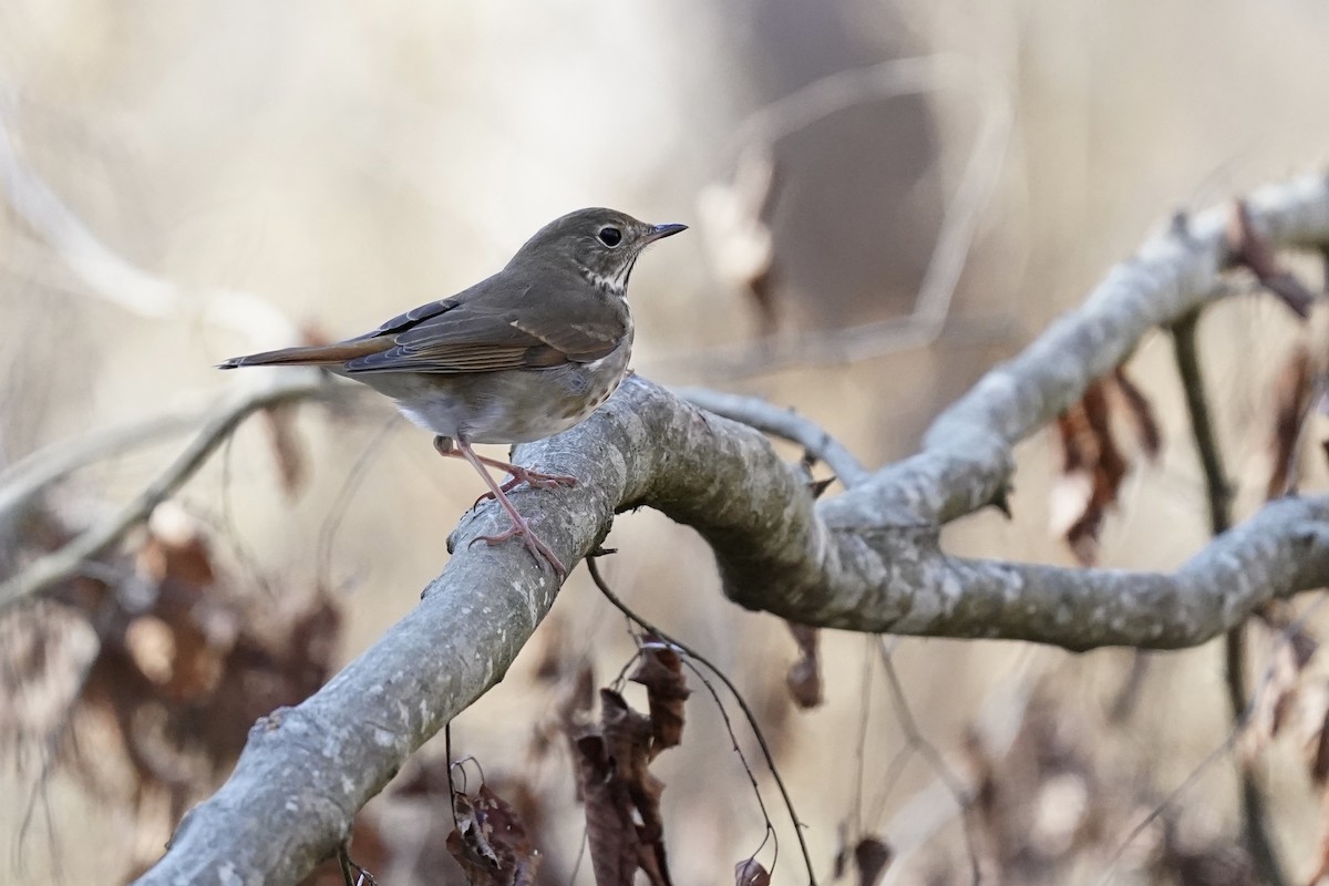 Hermit Thrush - ML611216939