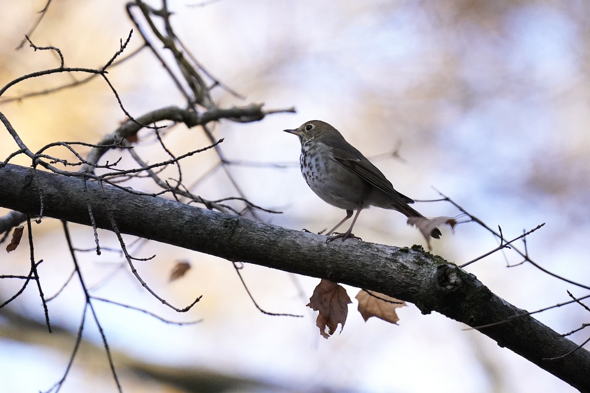 Hermit Thrush - ML611216941