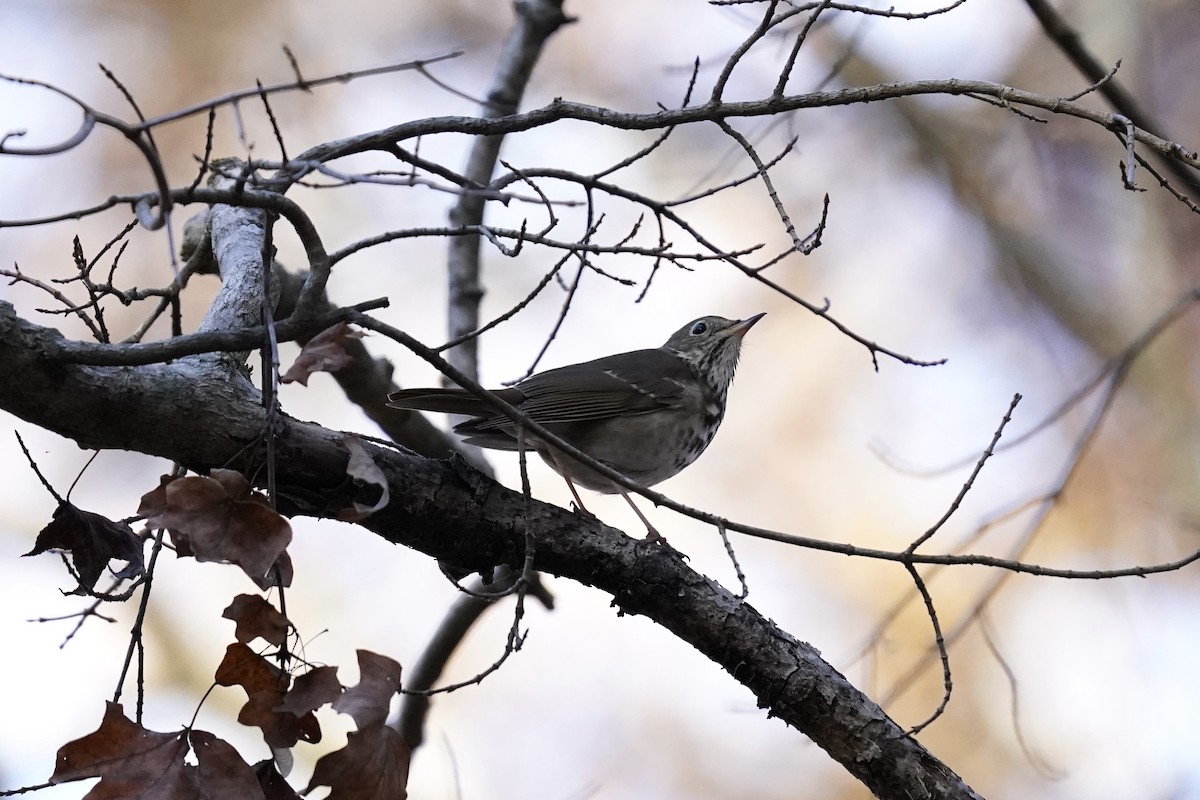 Hermit Thrush - ML611216942