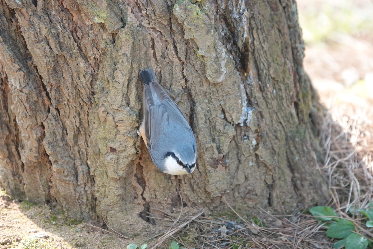 Eurasian Nuthatch - ML611216996