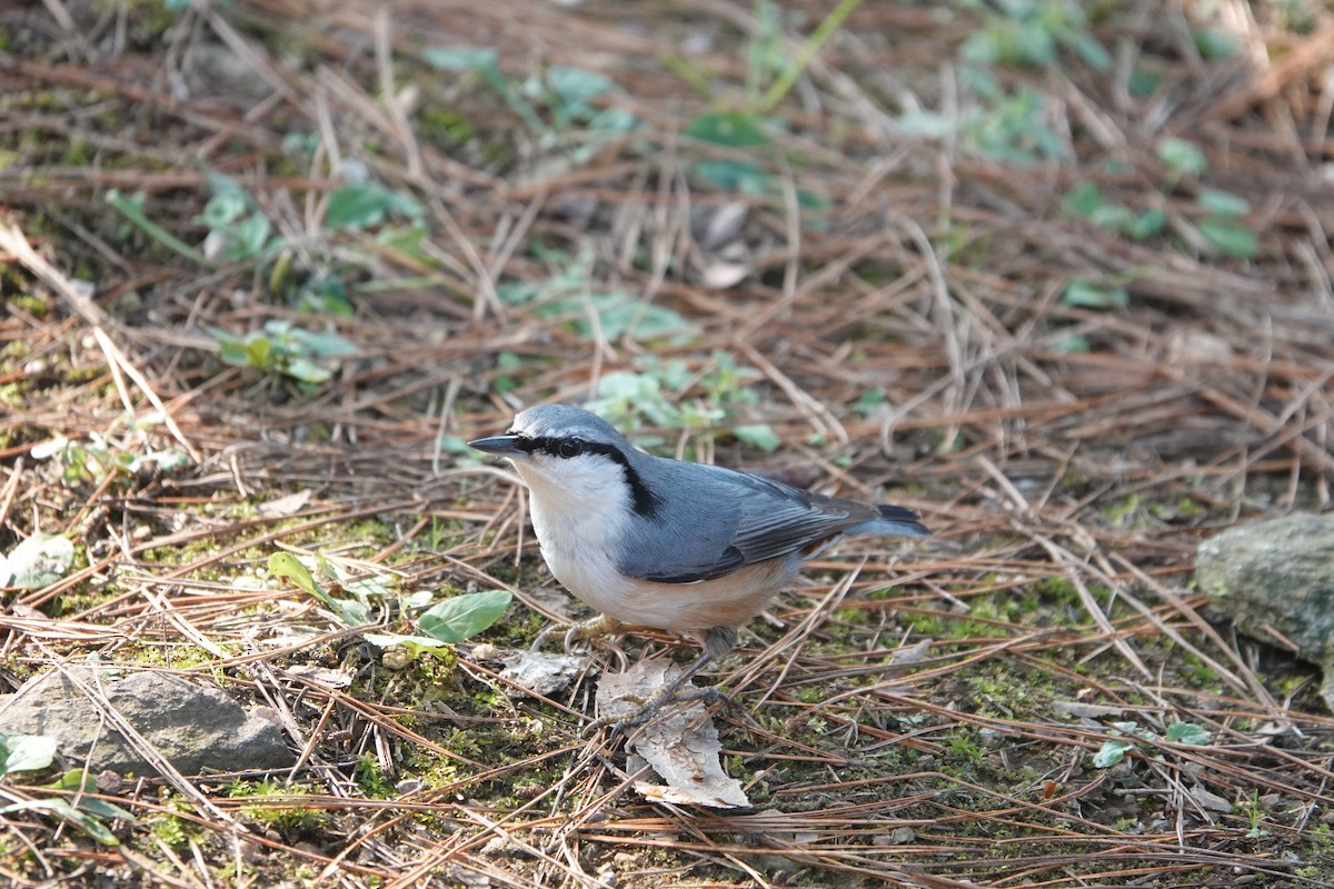 Eurasian Nuthatch - ML611216997