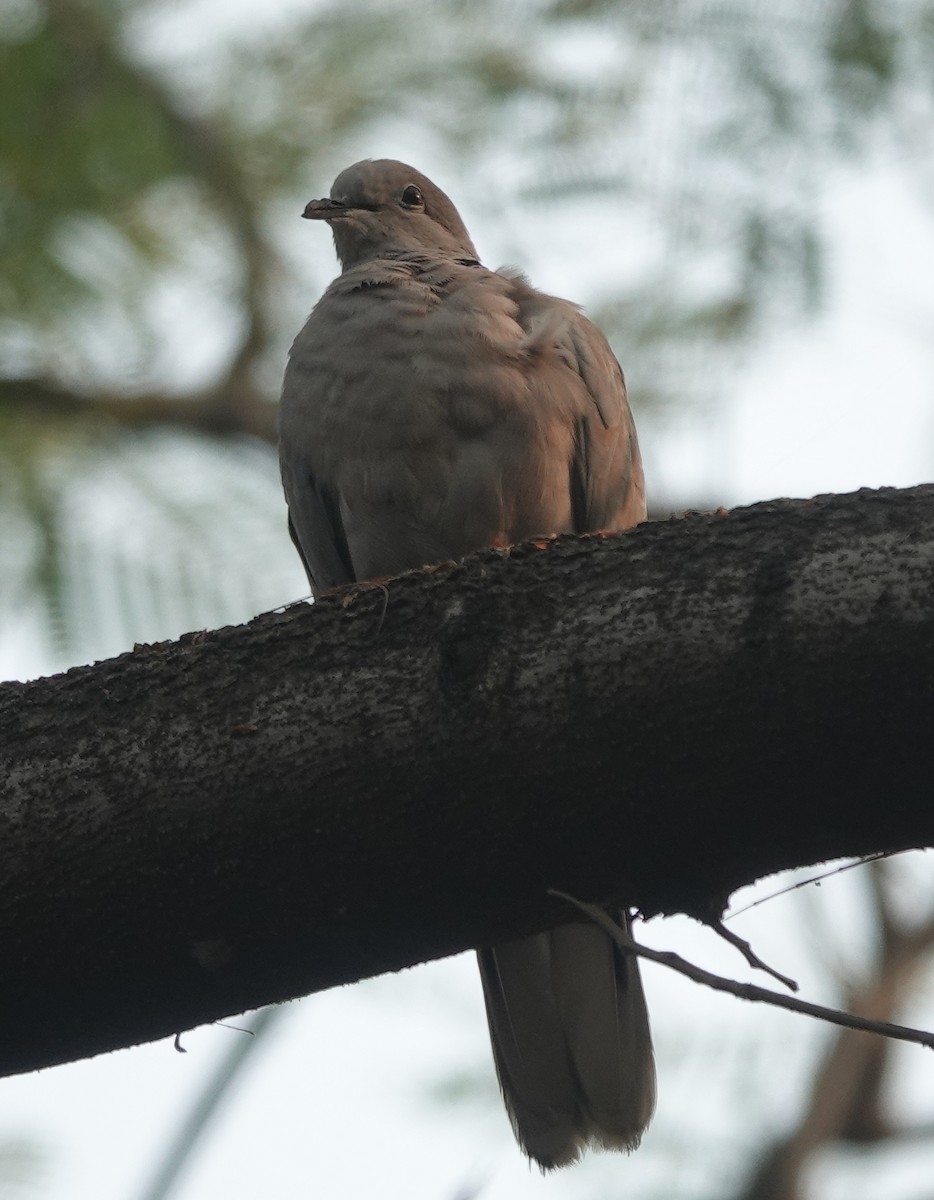 Eurasian Collared-Dove - ML611217002