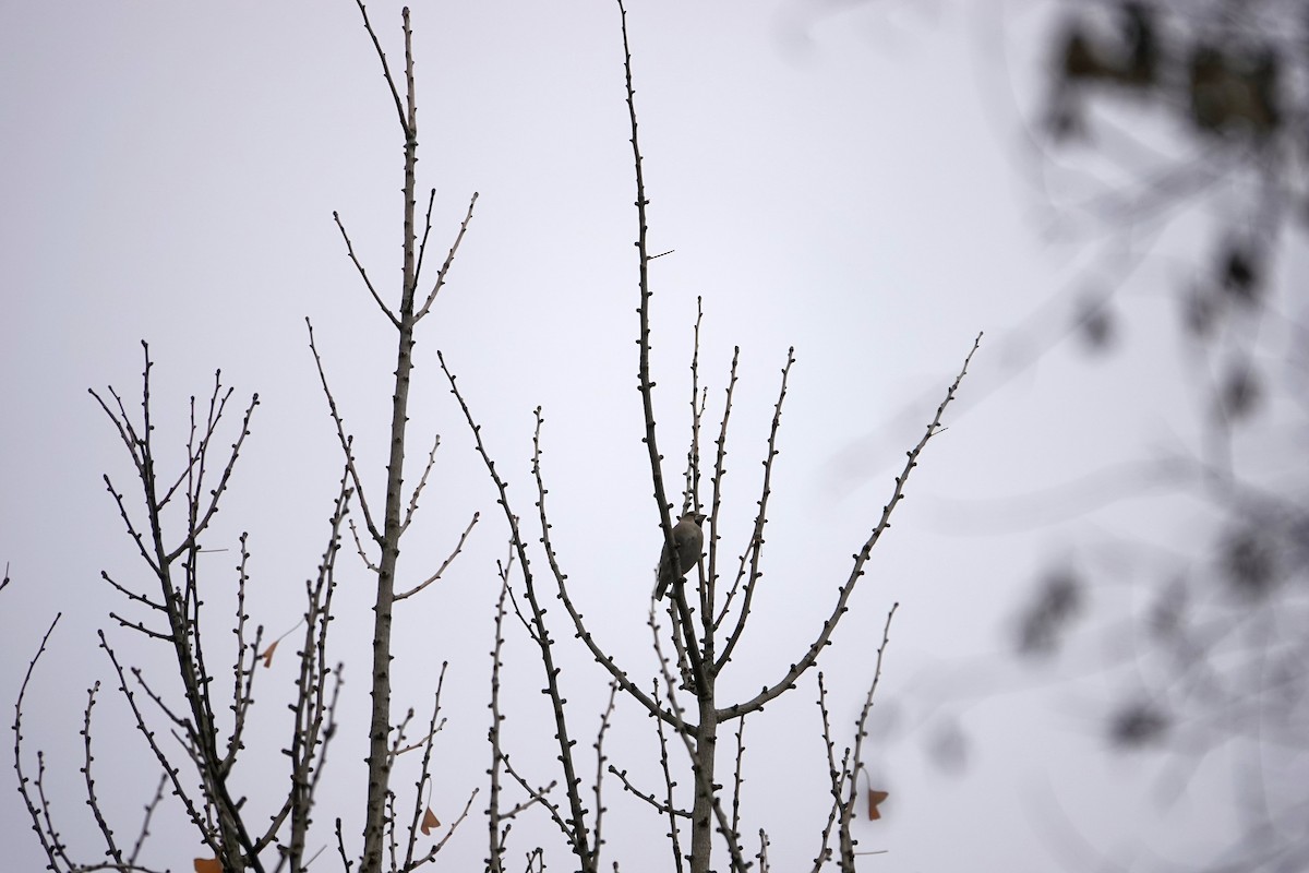 Hawfinch - ML611217003