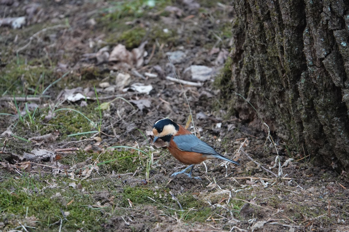 Varied Tit - ML611217013