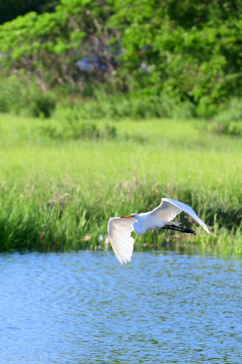 Great Egret - Chaiby Leiman