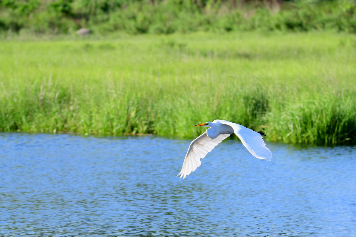 Great Egret - ML611217033