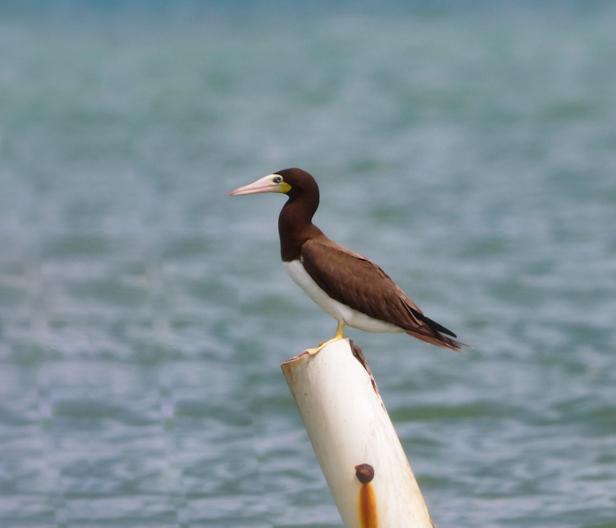 Brown Booby - ML611217056