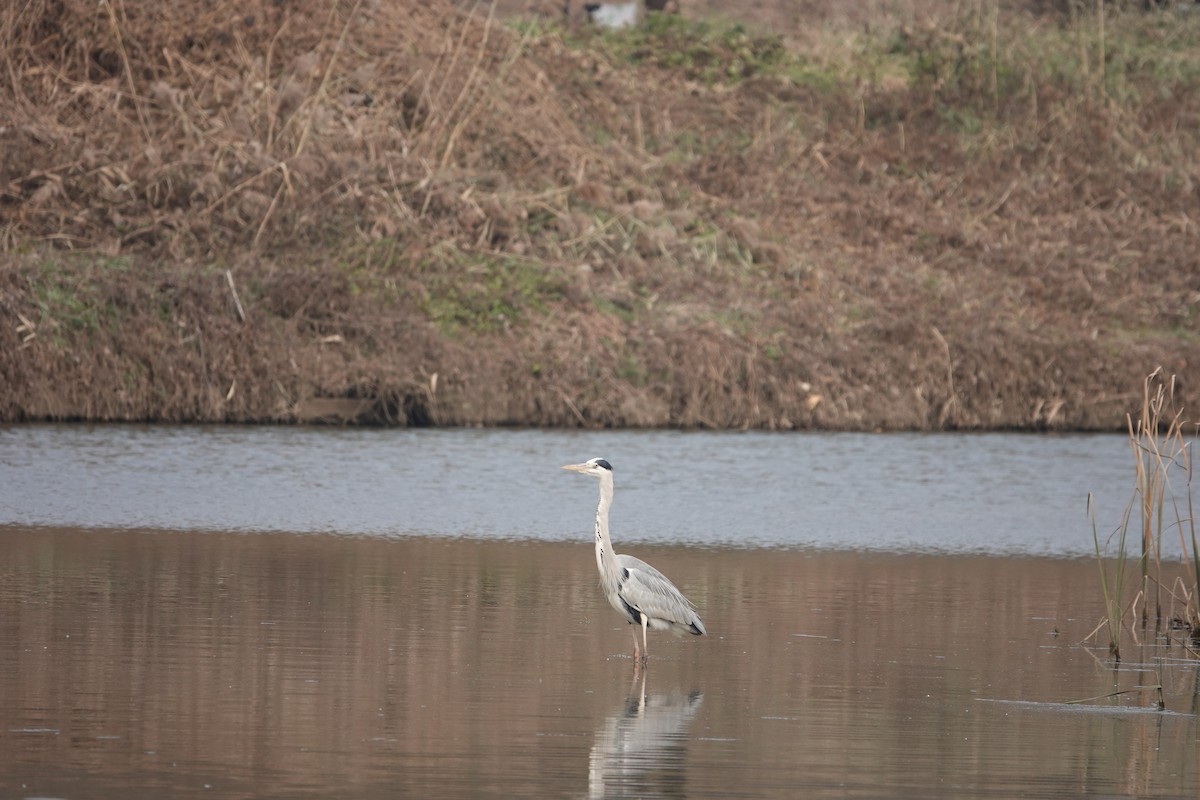 Gray Heron - ML611217058