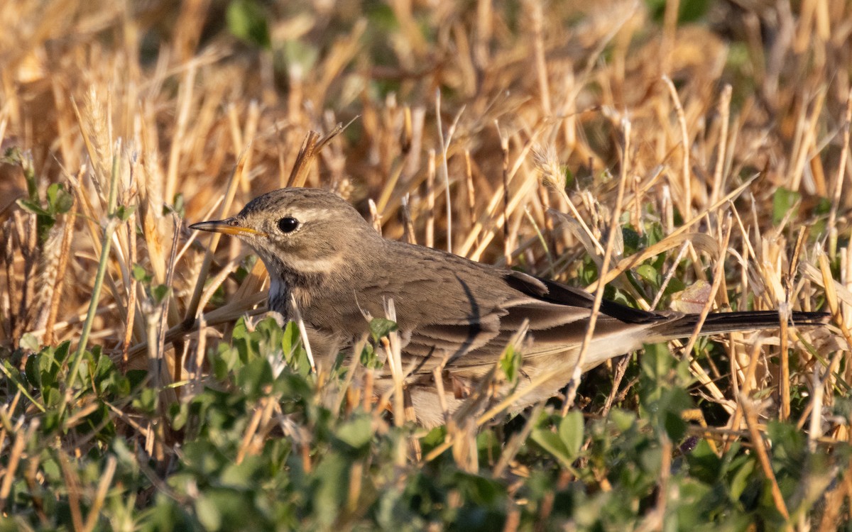 Pipit d'Amérique - ML611217062