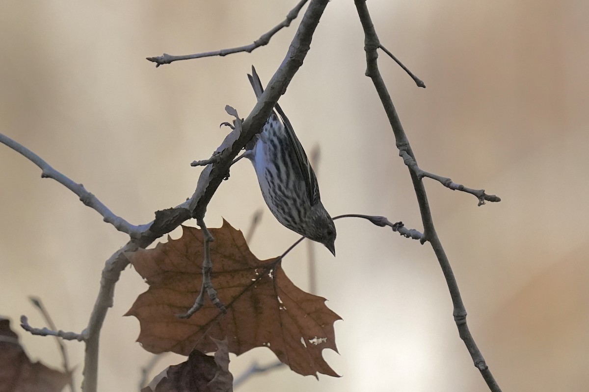 Pine Siskin - ML611217080