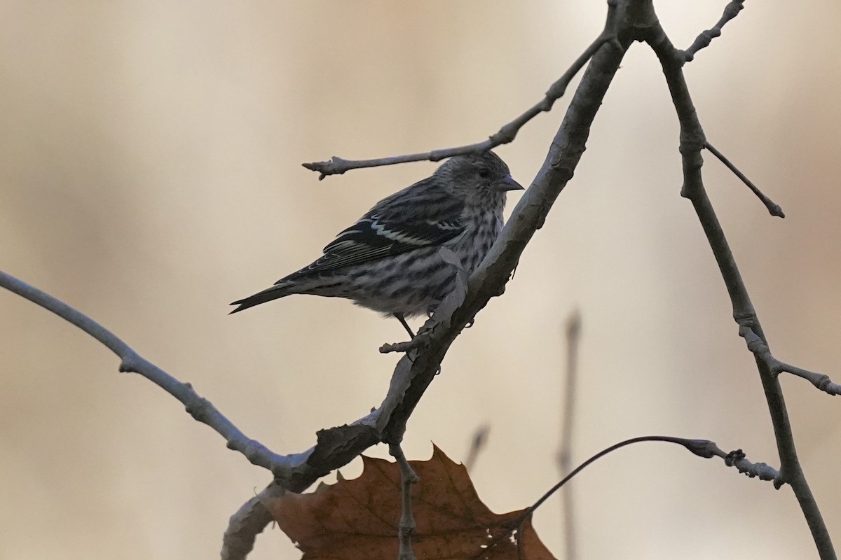 Pine Siskin - ML611217081