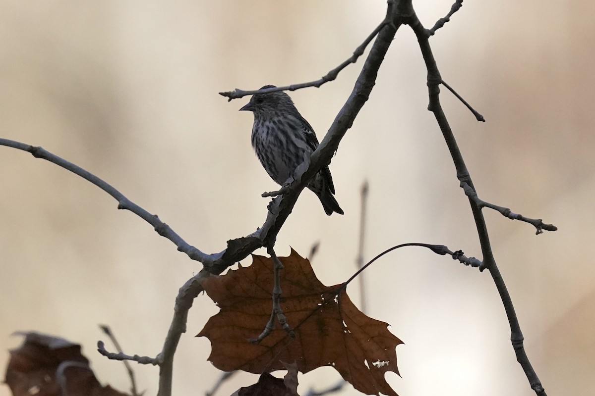 Pine Siskin - ML611217082
