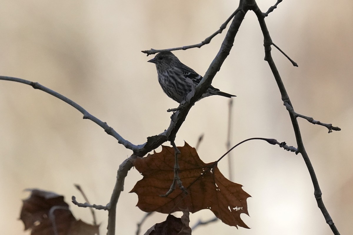 Pine Siskin - ML611217084