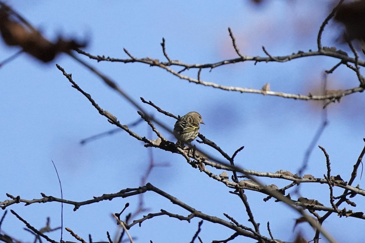 Pine Siskin - ML611217085