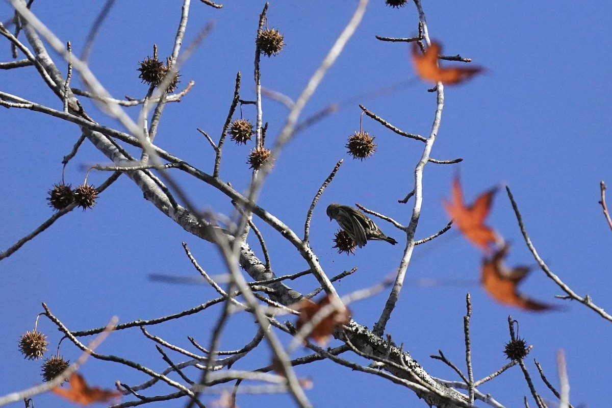 Pine Siskin - ML611217086