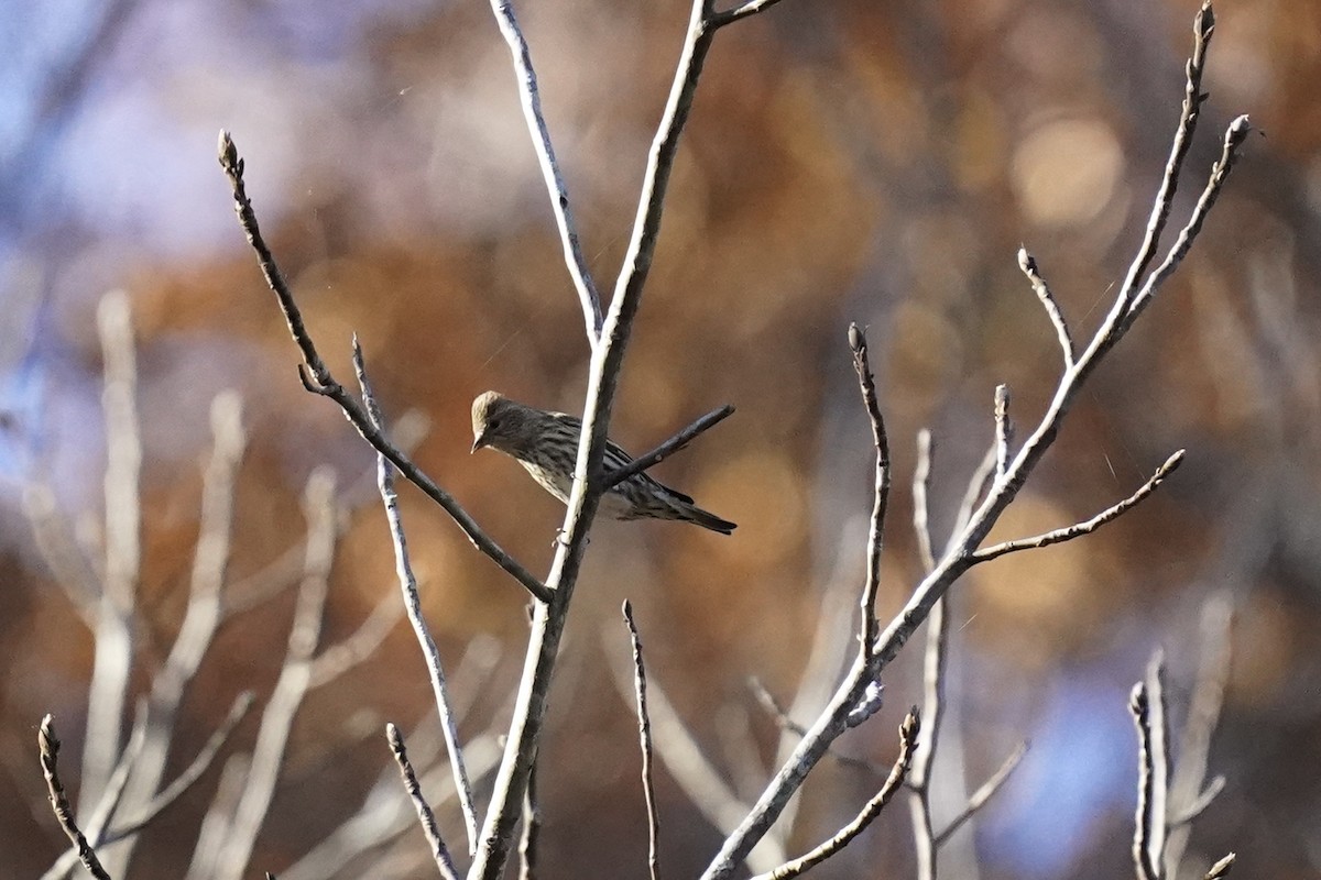 Pine Siskin - ML611217088
