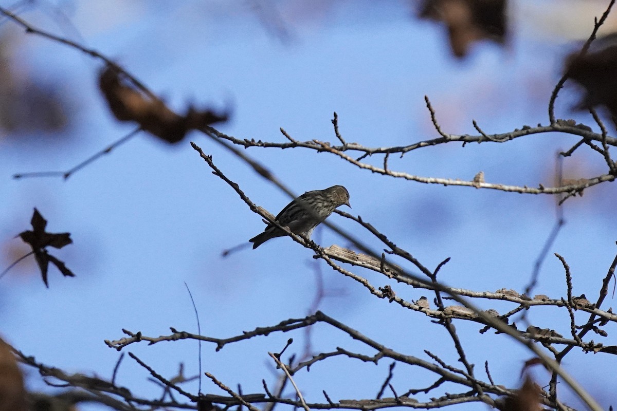 Pine Siskin - ML611217089