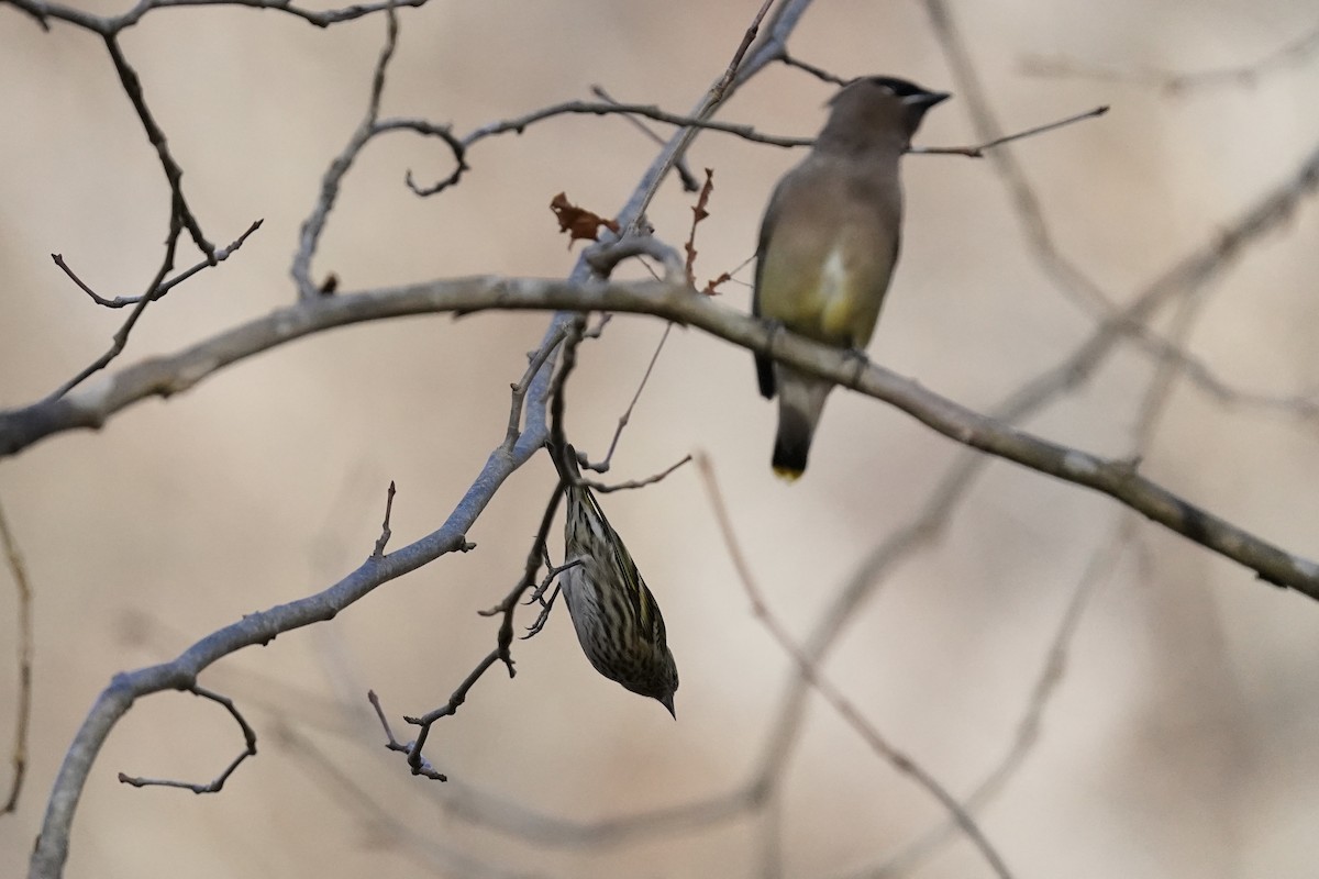 Pine Siskin - ML611217091