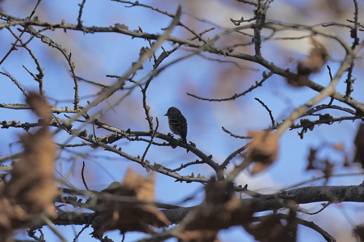 Pine Siskin - ML611217092