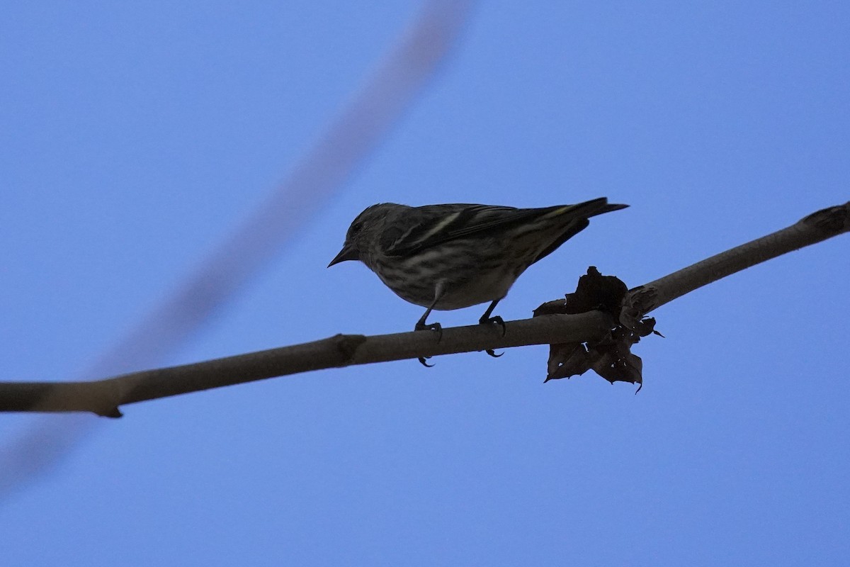 Pine Siskin - ML611217093