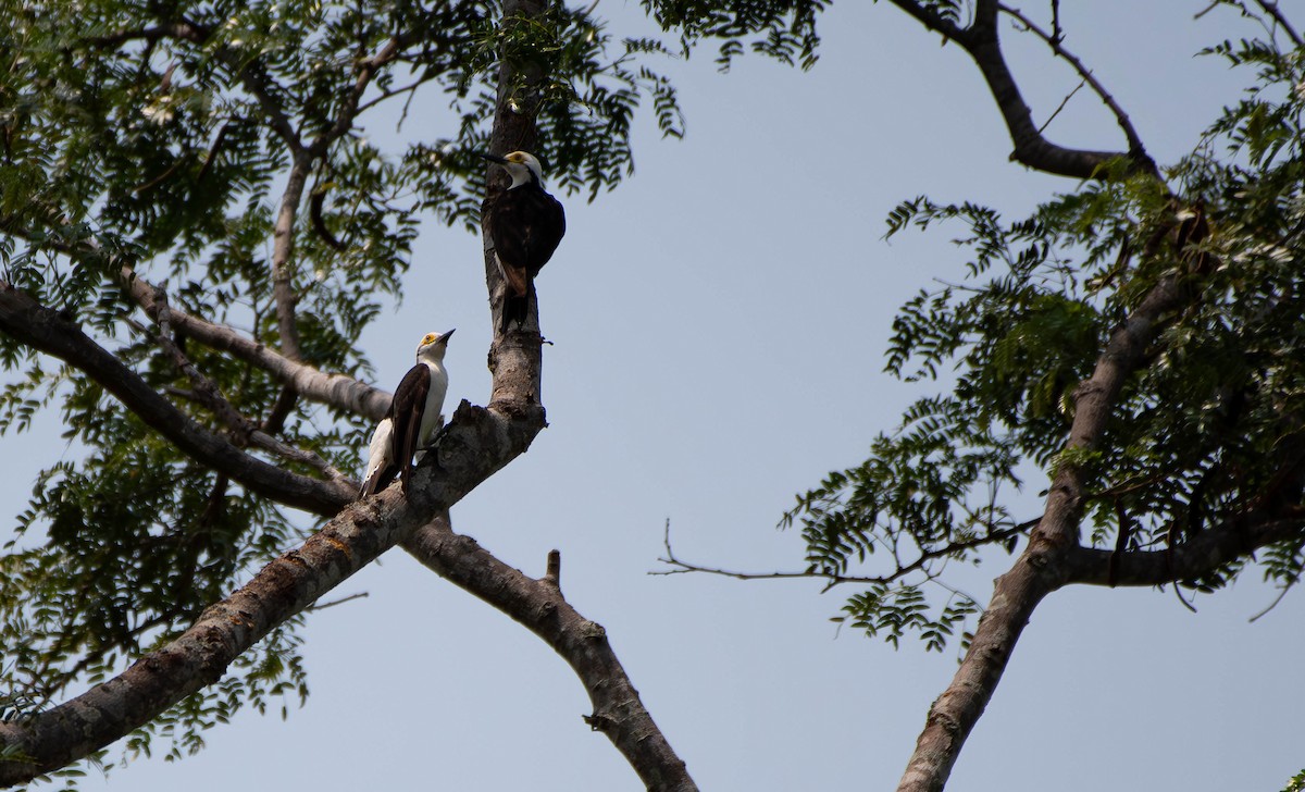 White Woodpecker - ML611217105