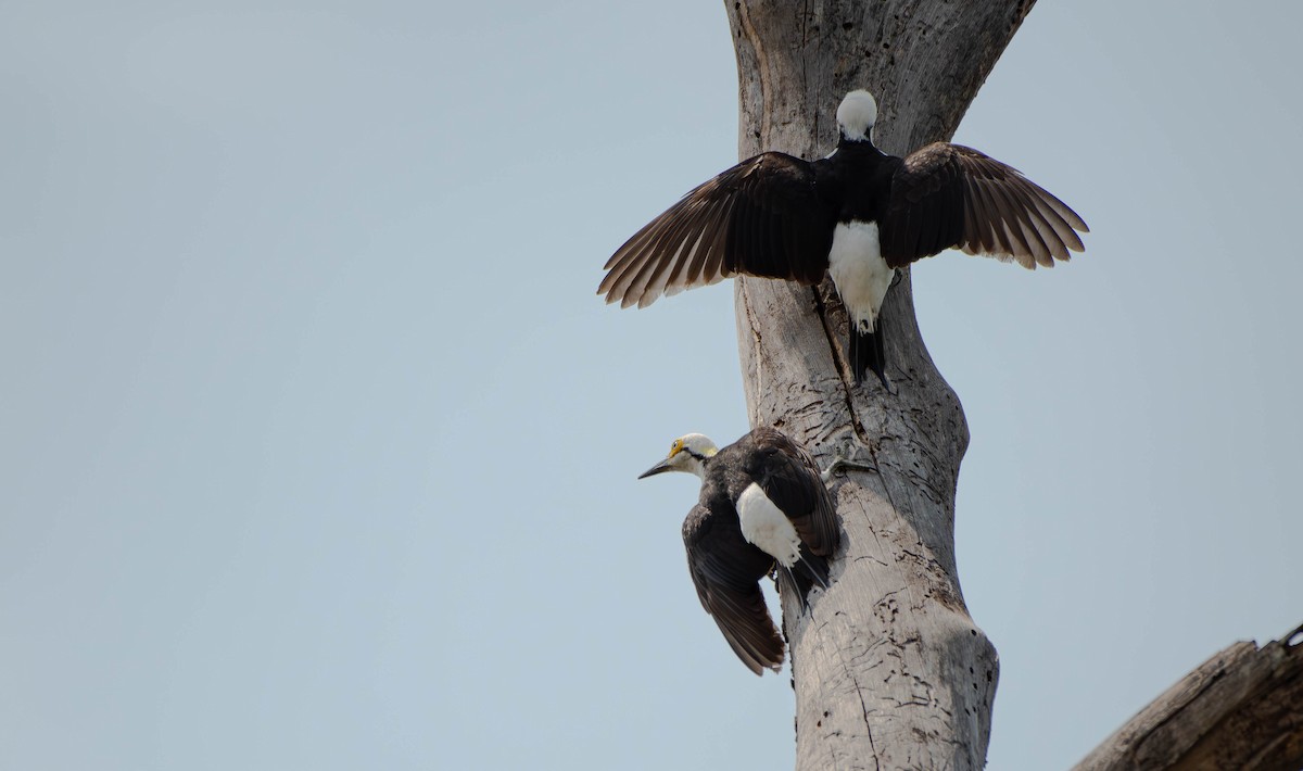 White Woodpecker - ML611217111