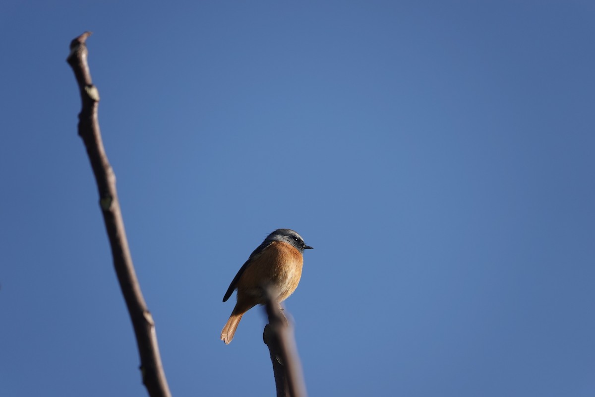 Daurian Redstart - Won Kwan Hwang