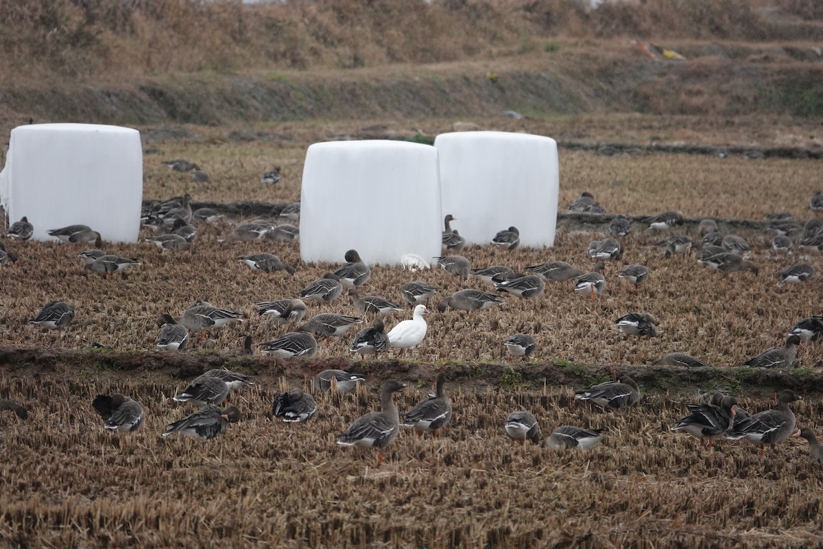 Snow Goose - ML611217151