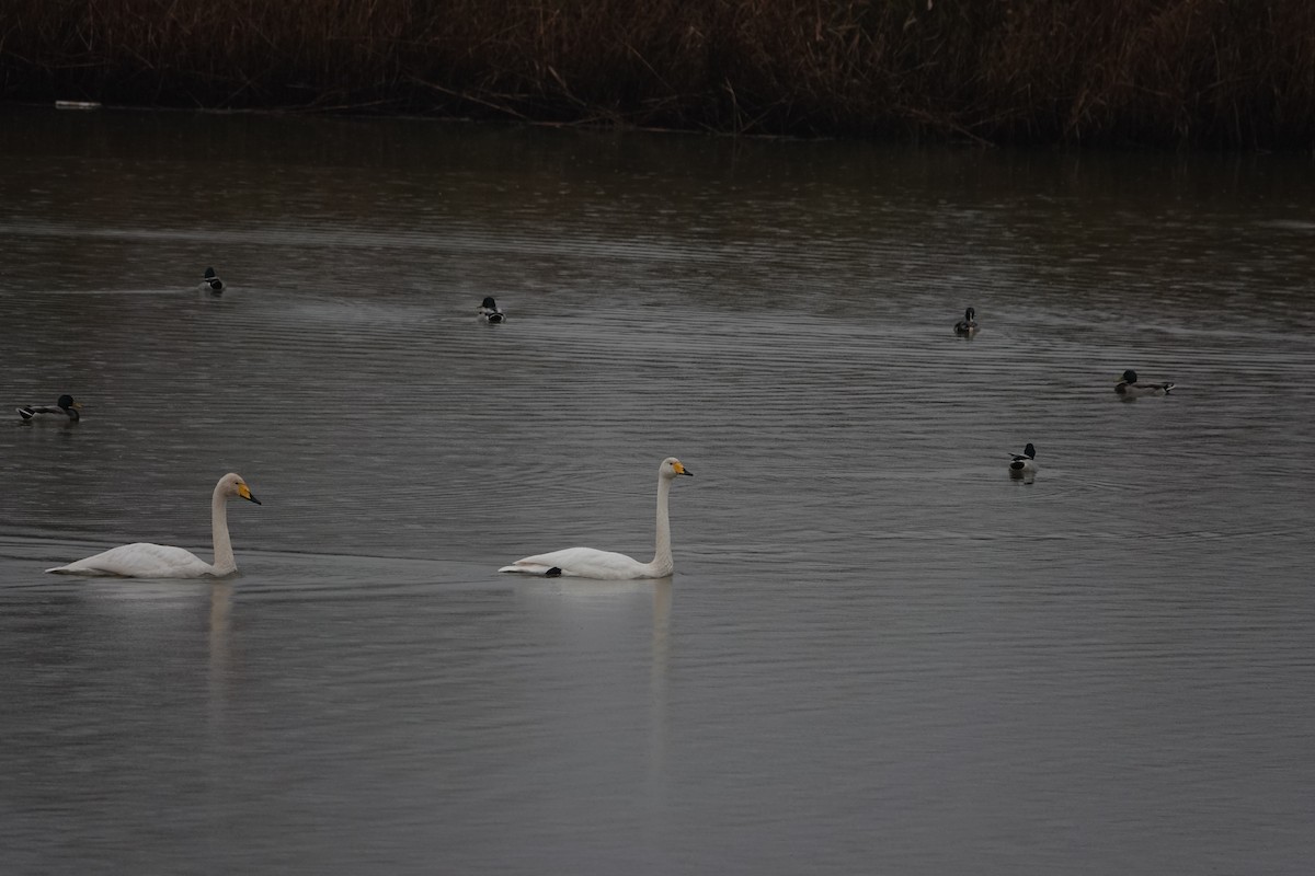 Whooper Swan - ML611217159