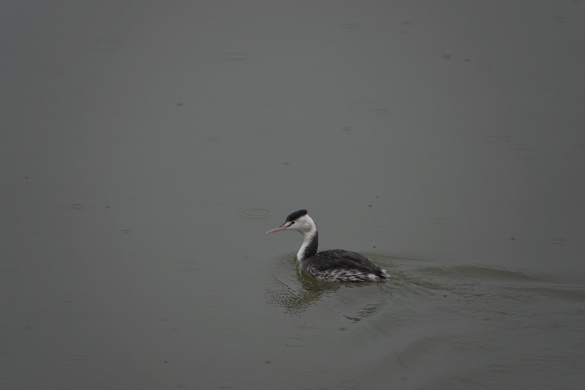 Great Crested Grebe - ML611217170