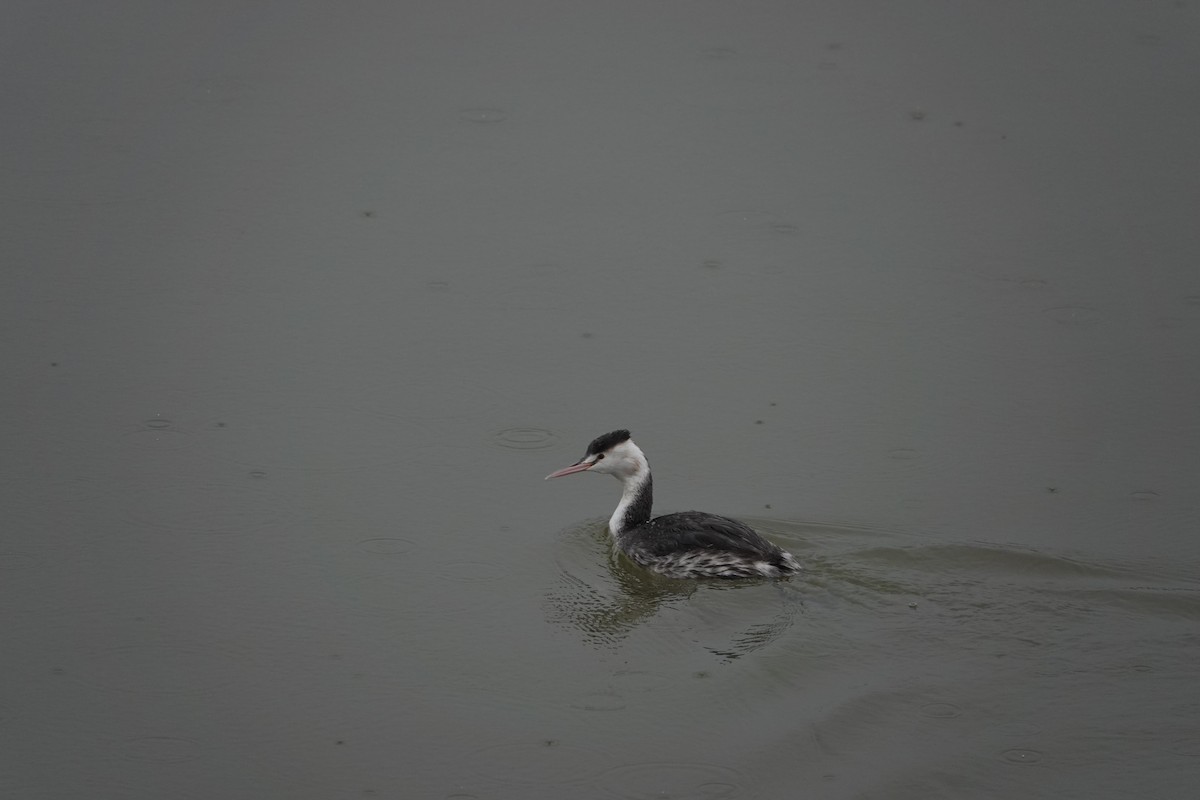 Great Crested Grebe - Won Kwan Hwang