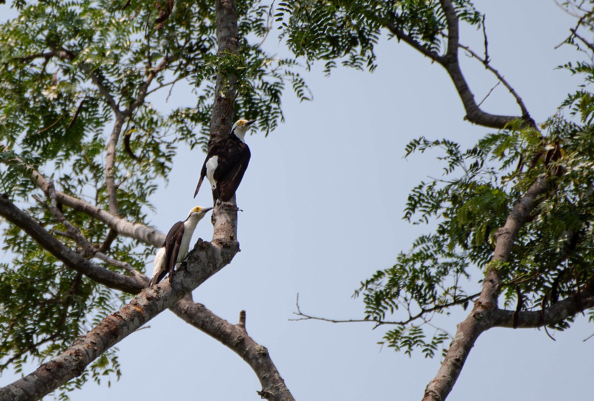 White Woodpecker - ML611217171