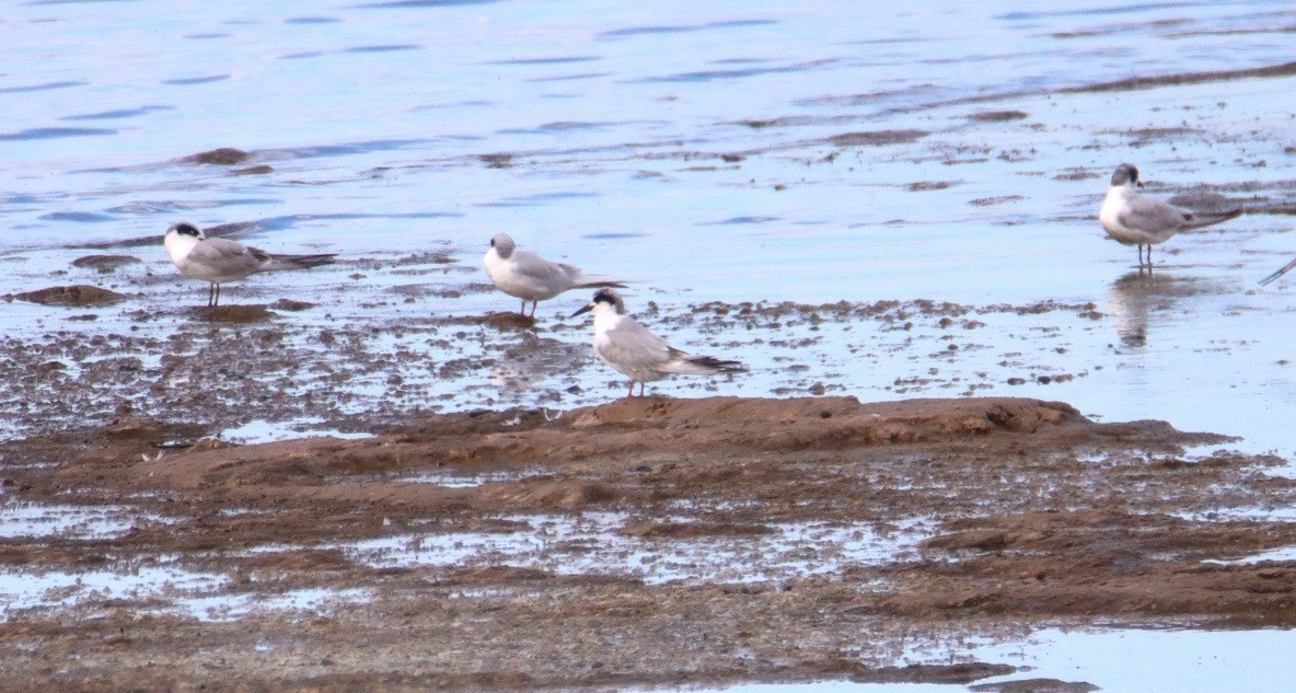 Forster's Tern - ML611217197