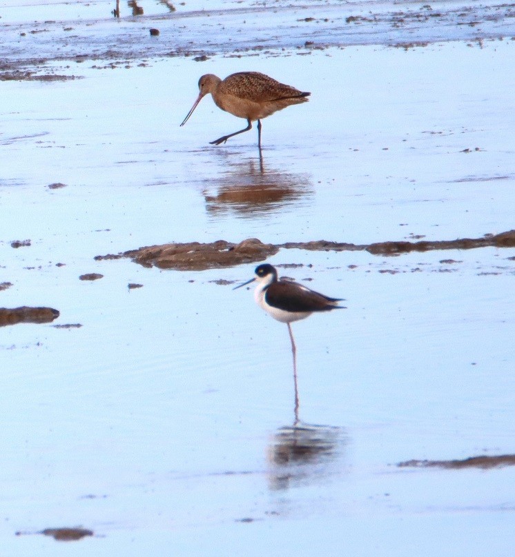 Black-necked Stilt - ML611217211