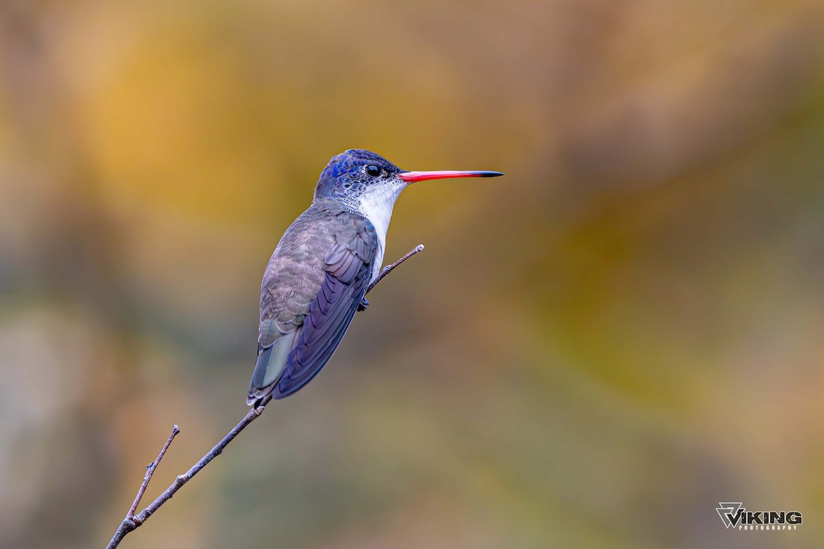 Violet-crowned Hummingbird - ML611217237