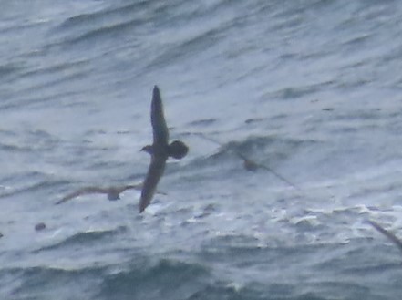 Wedge-tailed Shearwater - ML611217249